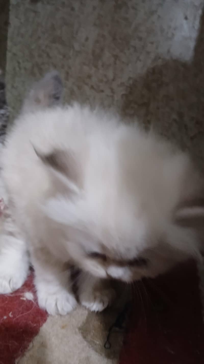 kitten 2