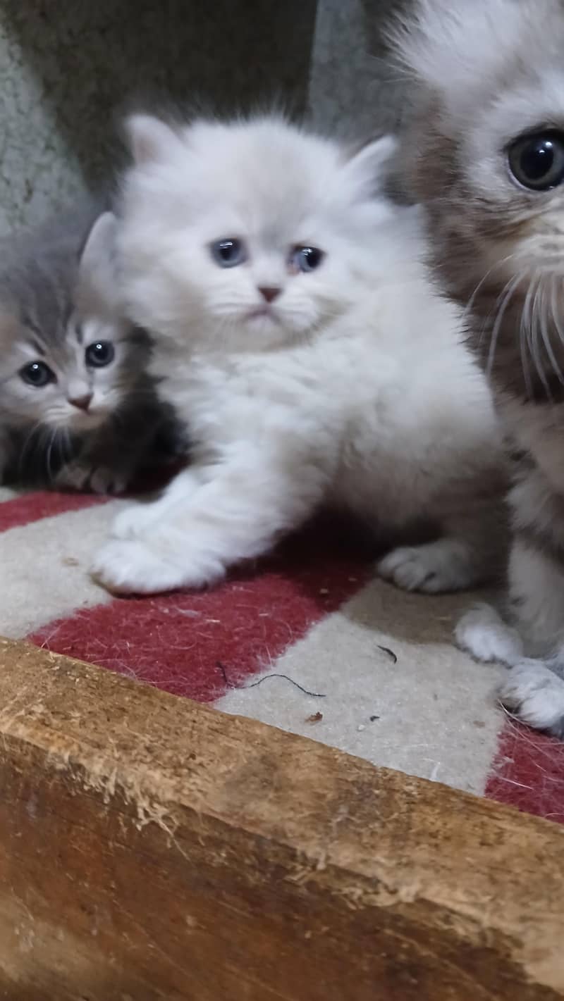 kitten 3