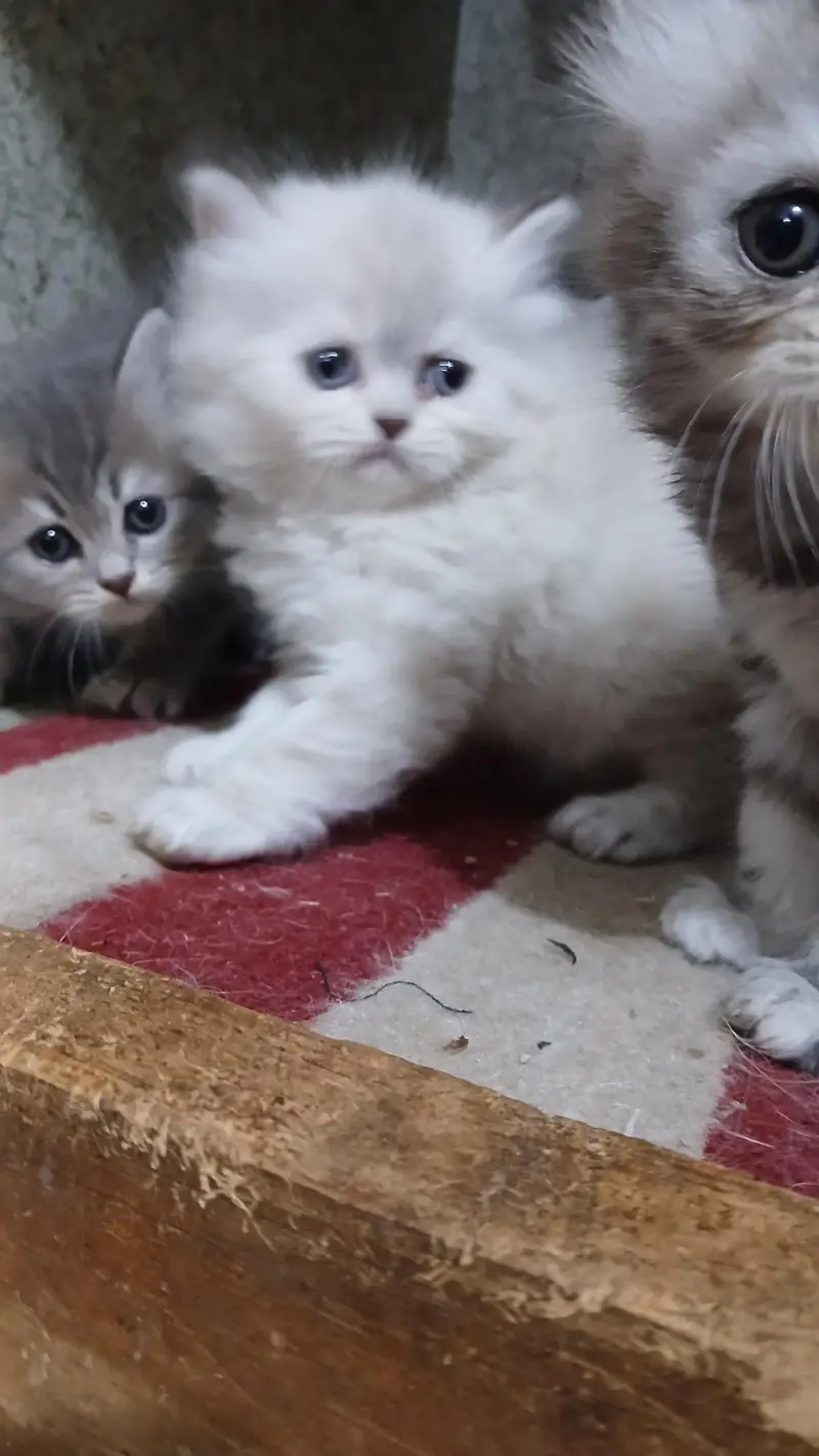 kitten — photo 4
