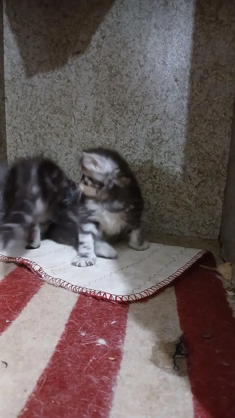 kitten — photo 5
