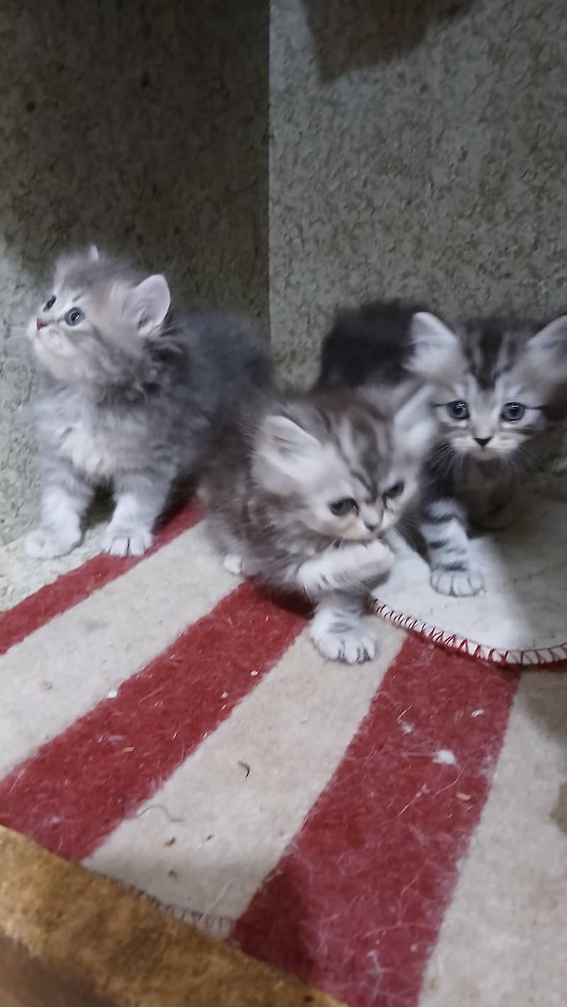 kitten 5