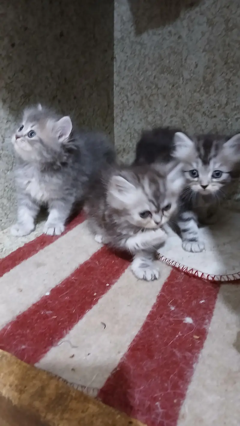 kitten — photo 6