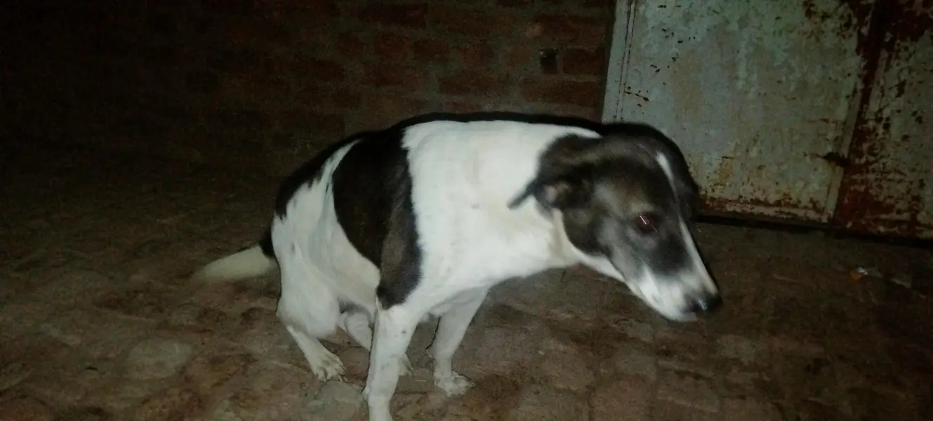 mix bulli — photo 2