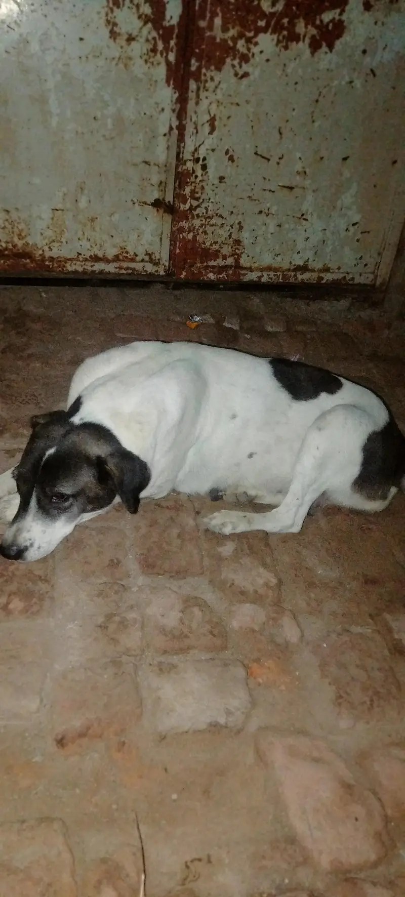 mix bulli — photo 3