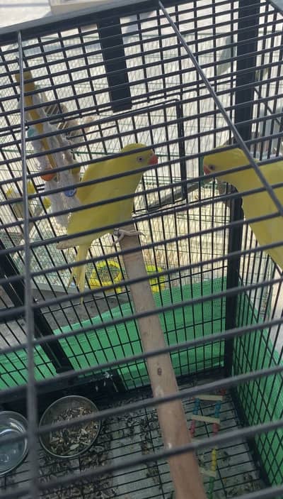Yellow ringneck pair