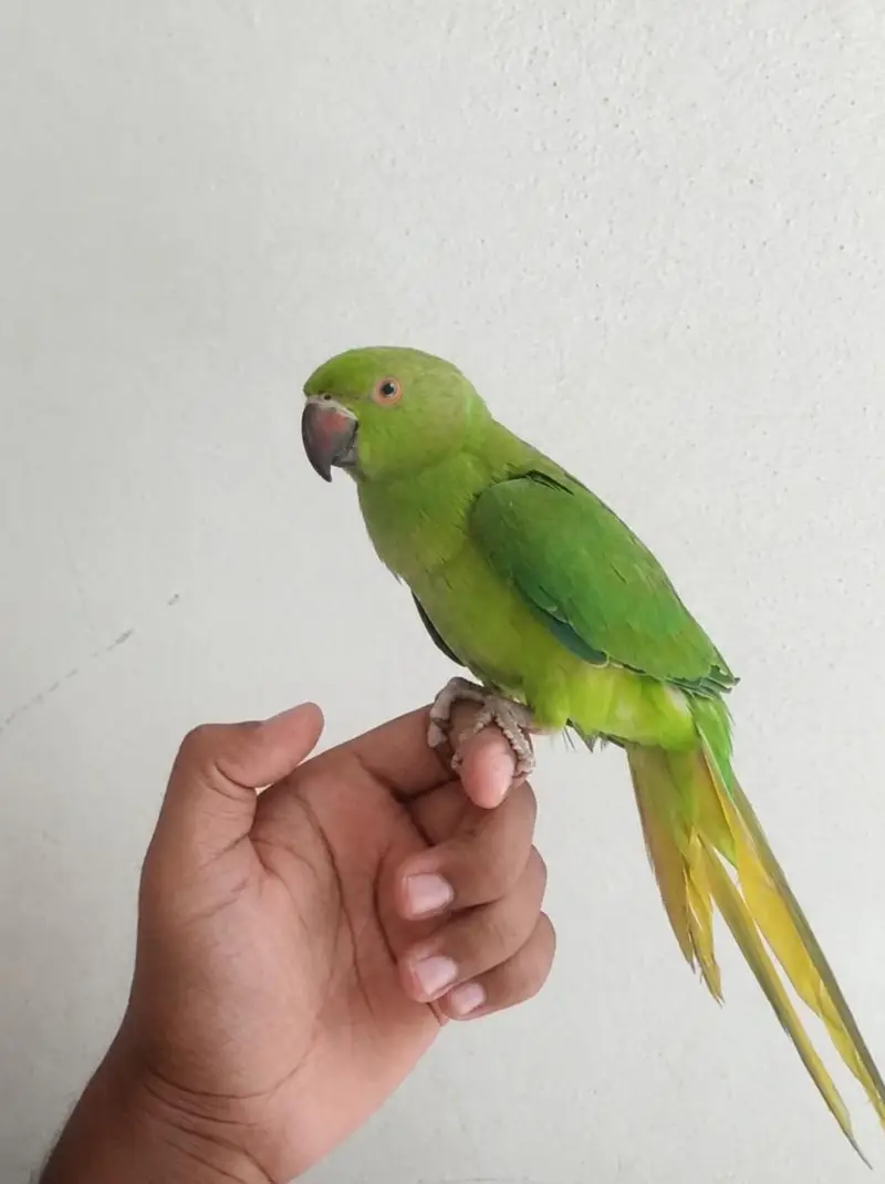 Green parrot semi tame zero bite urgent sale — photo 3