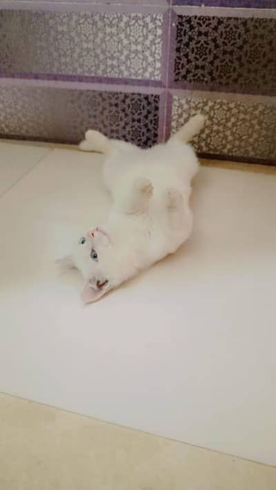 blue eyes train cat