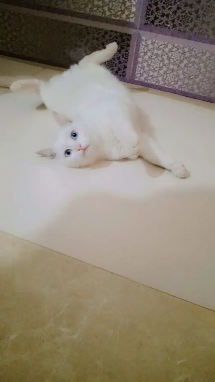 blue eyes train cat — photo 2