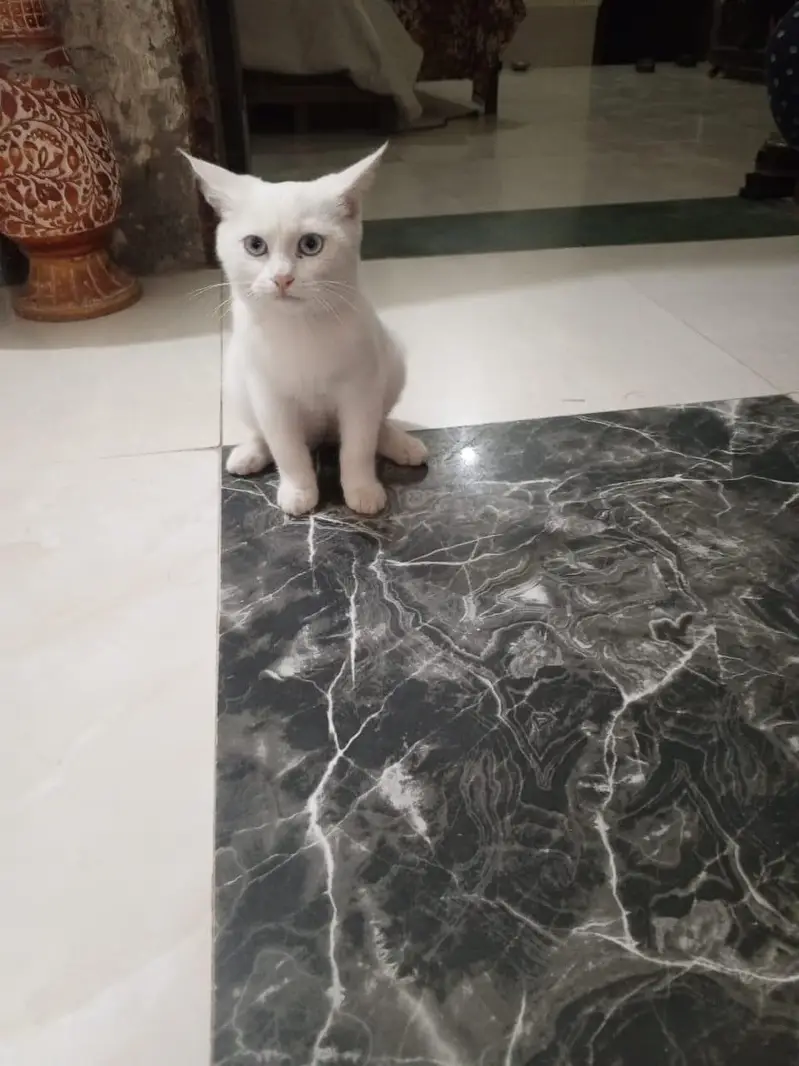 blue eyes train cat — photo 7