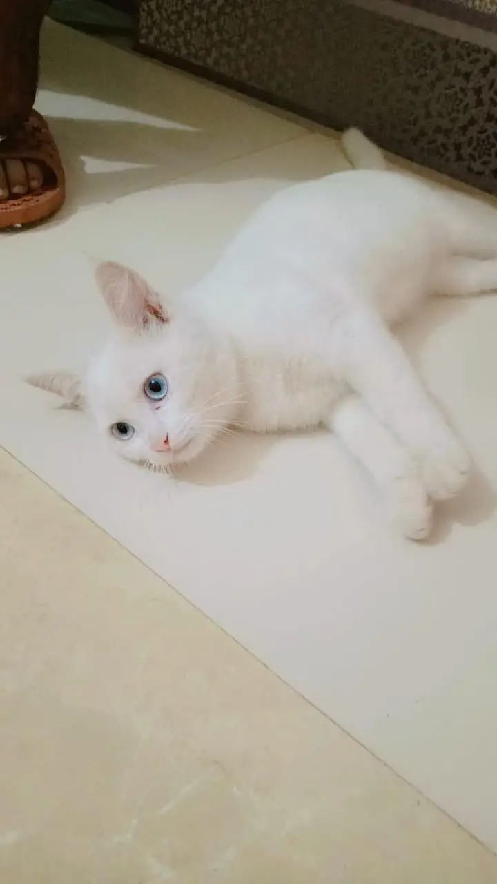 blue eyes train cat — photo 8