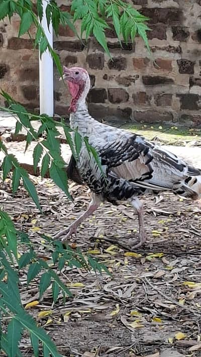 Turkey Chiks pair Available For Sale