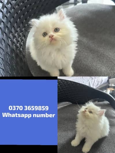 Persian Female kitten for sale