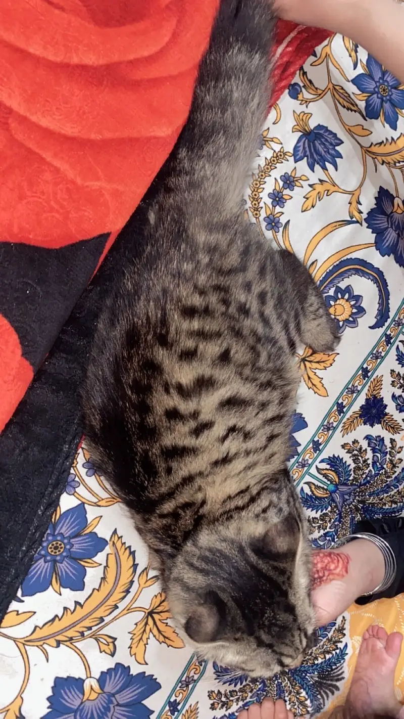 Persian Cat 3 coat — photo 3