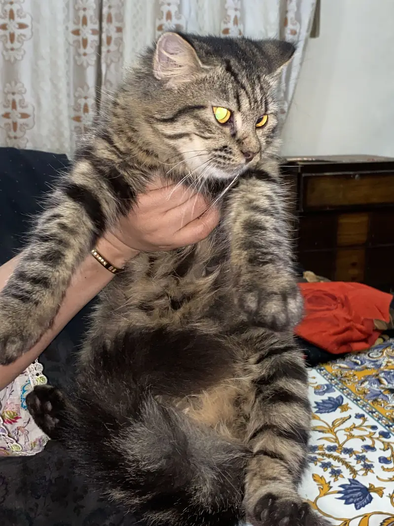 Persian Cat 3 coat — photo 2