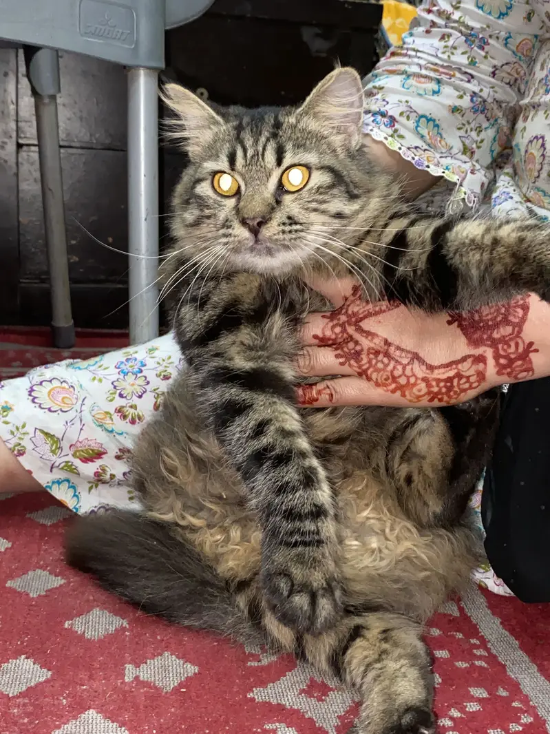 Persian Cat 3 coat — photo 4