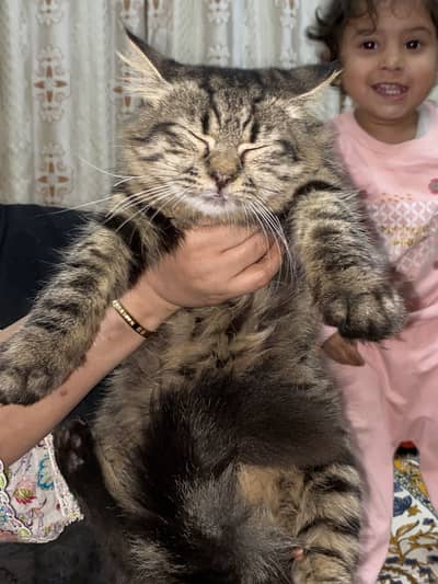 Persian Cat 3 coat