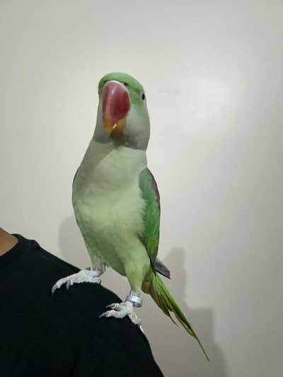 Pahari parrot
