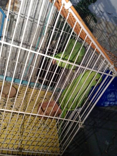 parrots that speak in human language