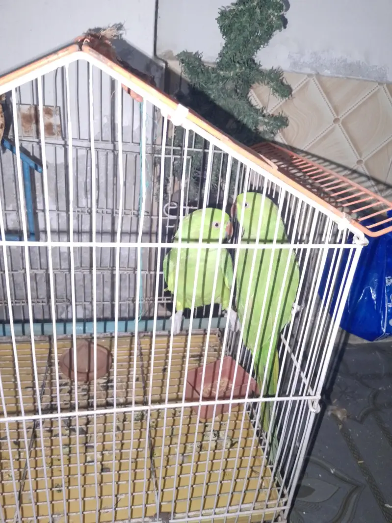 parrots that speak in human language — photo 2