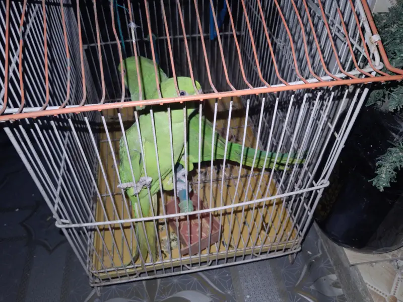 parrots that speak in human language — photo 3