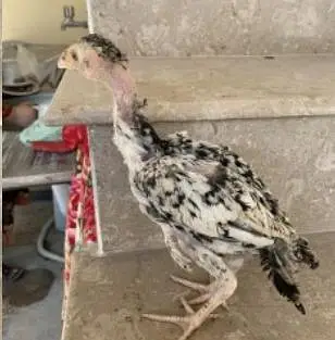 Aseel mianwali patha and pathi (murga/murgi)for sale exchange possible — photo 6