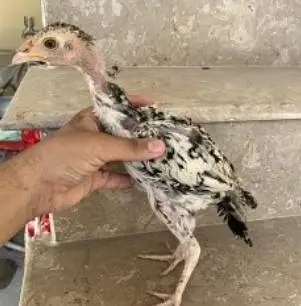 Aseel mianwali patha and pathi (murga/murgi)for sale exchange possible — photo 10