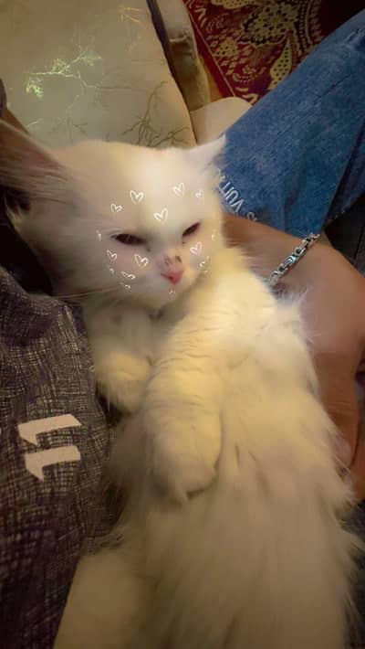 HOME TRAINED PERSIAN WHITE TRIPPLE COATED KITTEN