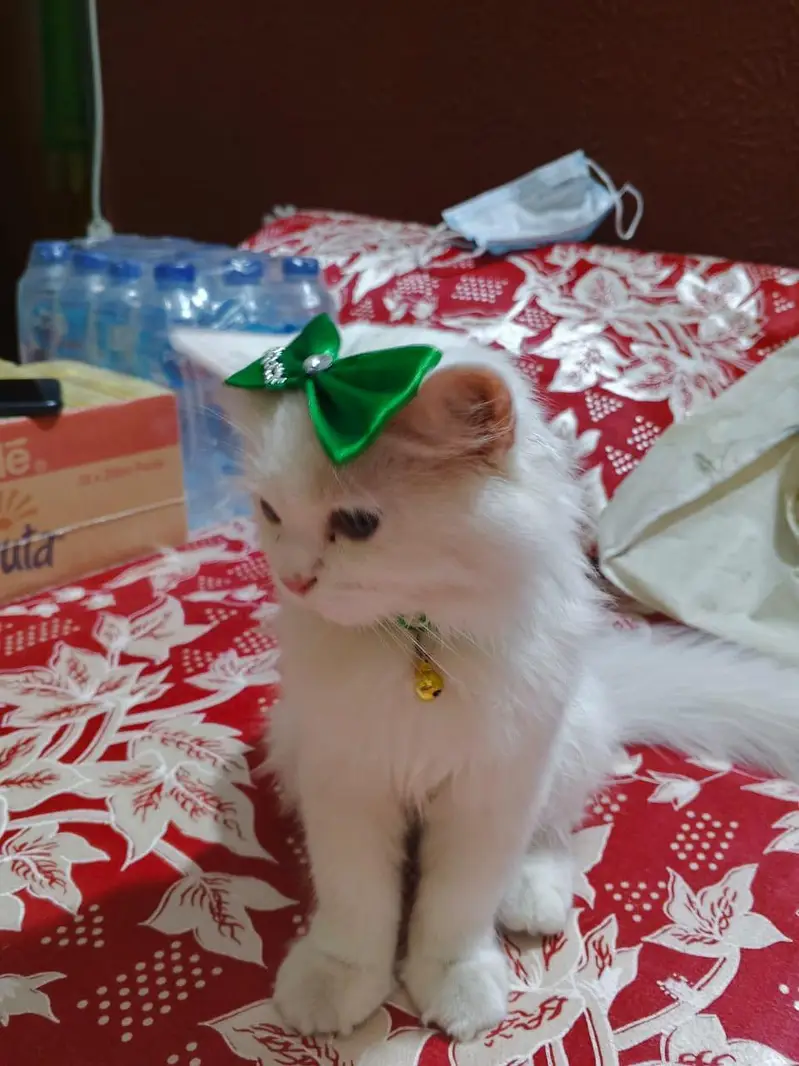 HOME TRAINED PERSIAN WHITE TRIPPLE COATED KITTEN — photo 2