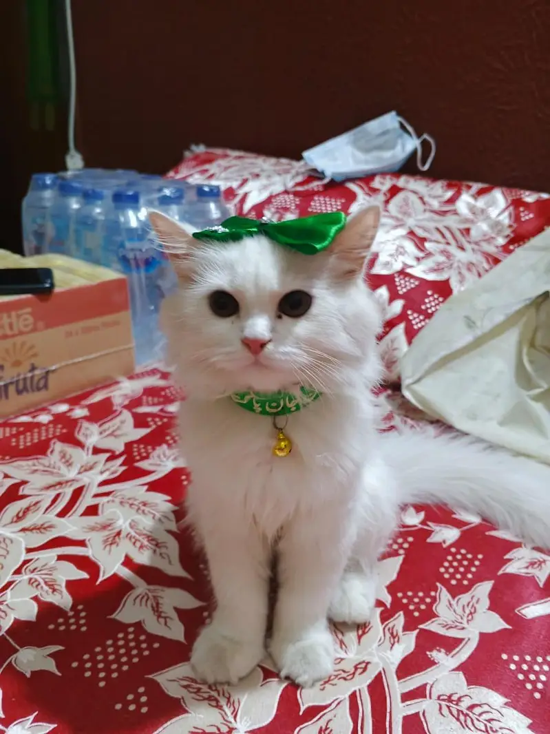 HOME TRAINED PERSIAN WHITE TRIPPLE COATED KITTEN — photo 3