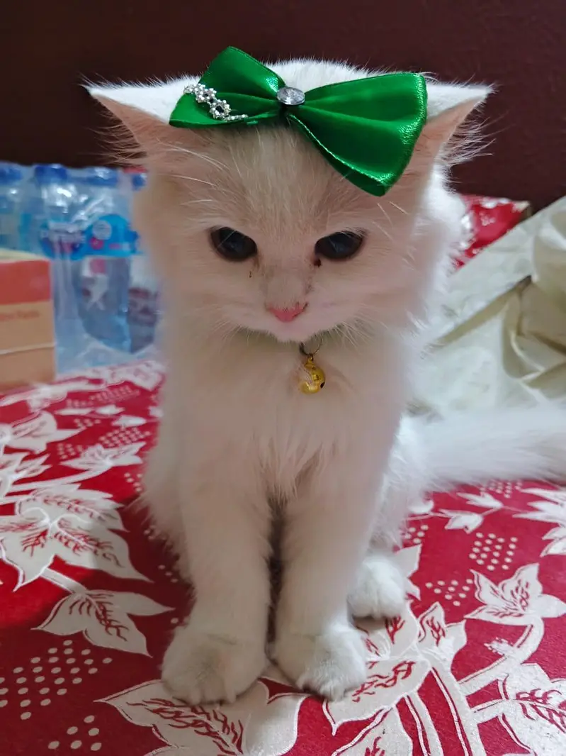 HOME TRAINED PERSIAN WHITE TRIPPLE COATED KITTEN — photo 4
