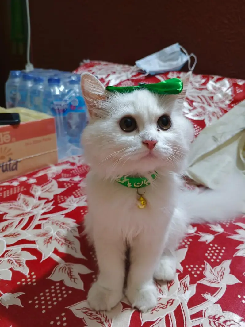 HOME TRAINED PERSIAN WHITE TRIPPLE COATED KITTEN — photo 5
