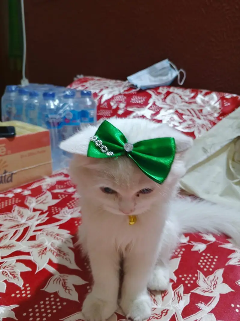 HOME TRAINED PERSIAN WHITE TRIPPLE COATED KITTEN — photo 6