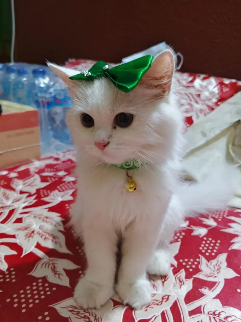 HOME TRAINED PERSIAN WHITE TRIPPLE COATED KITTEN — photo 7