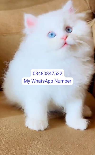 Persian kittens for sale