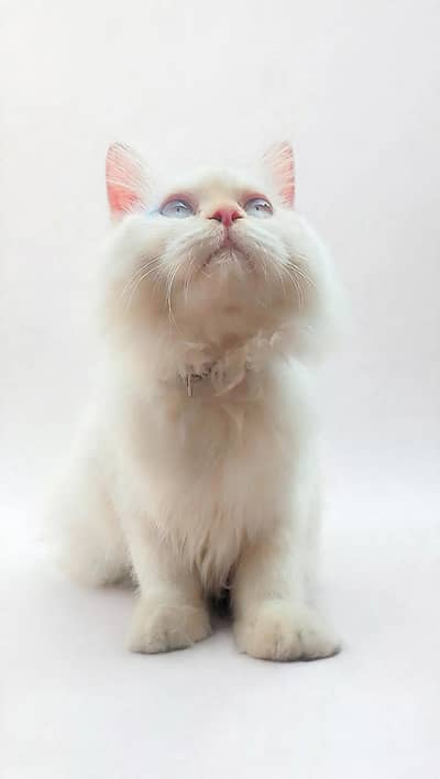 Pure White Persian Male 10 Months Triple Coated - Blue Eyes.