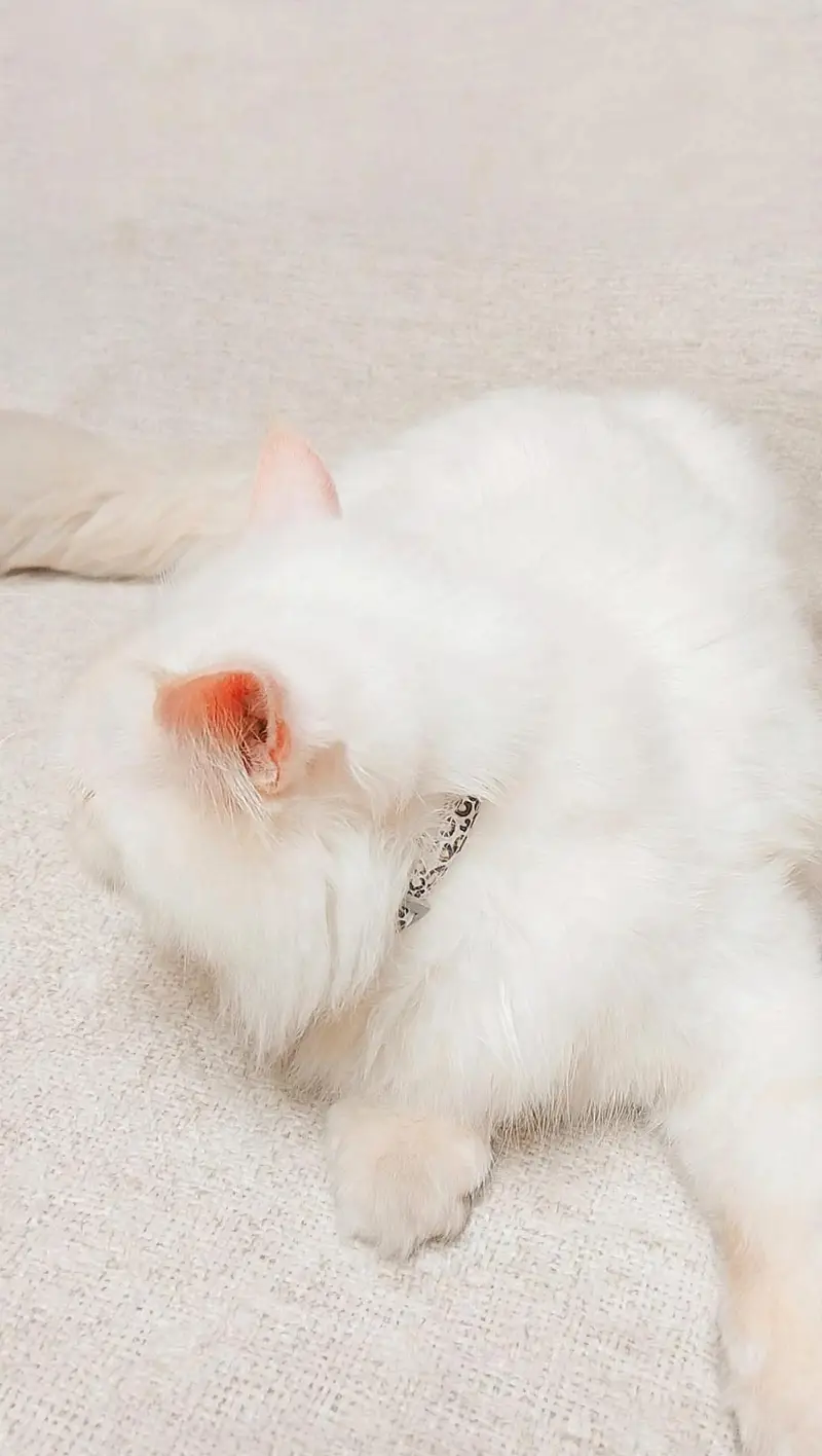 Pure White Persian Male 10 Months Triple Coated - Blue Eyes. — photo 2
