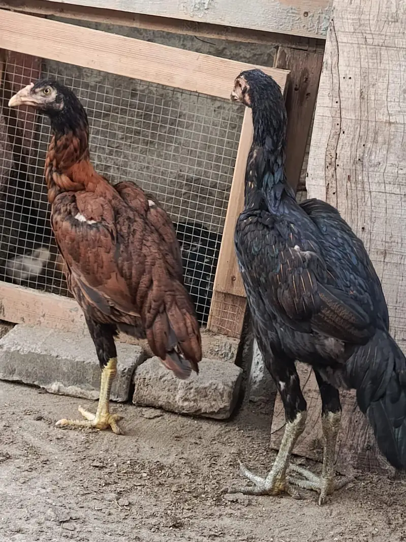 Assel Mianwali — photo 2