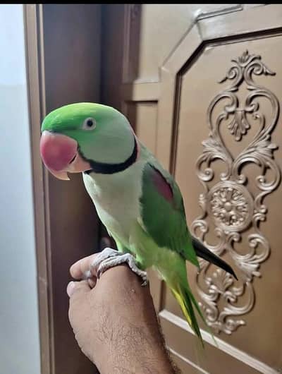 Kashmir Raw parrot hand tam