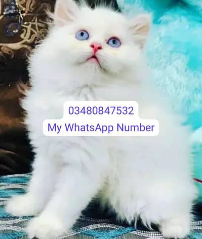 Persian kittens for sale