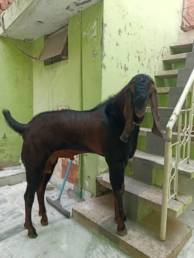 Nagra Beetal Male Goat for Sale - Fixed Price