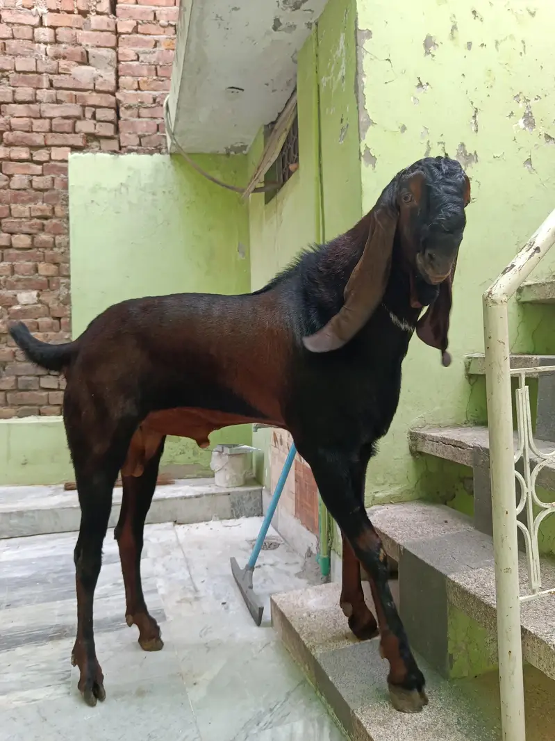 Nagra Beetal Male Goat for Sale - Fixed Price — photo 2