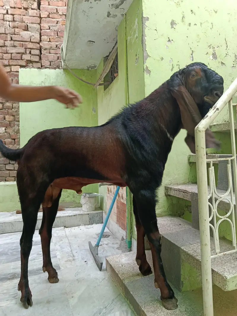 Nagra Beetal Male Goat for Sale - Fixed Price — photo 3