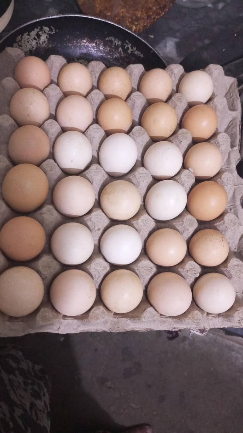 Fresh eggs 0