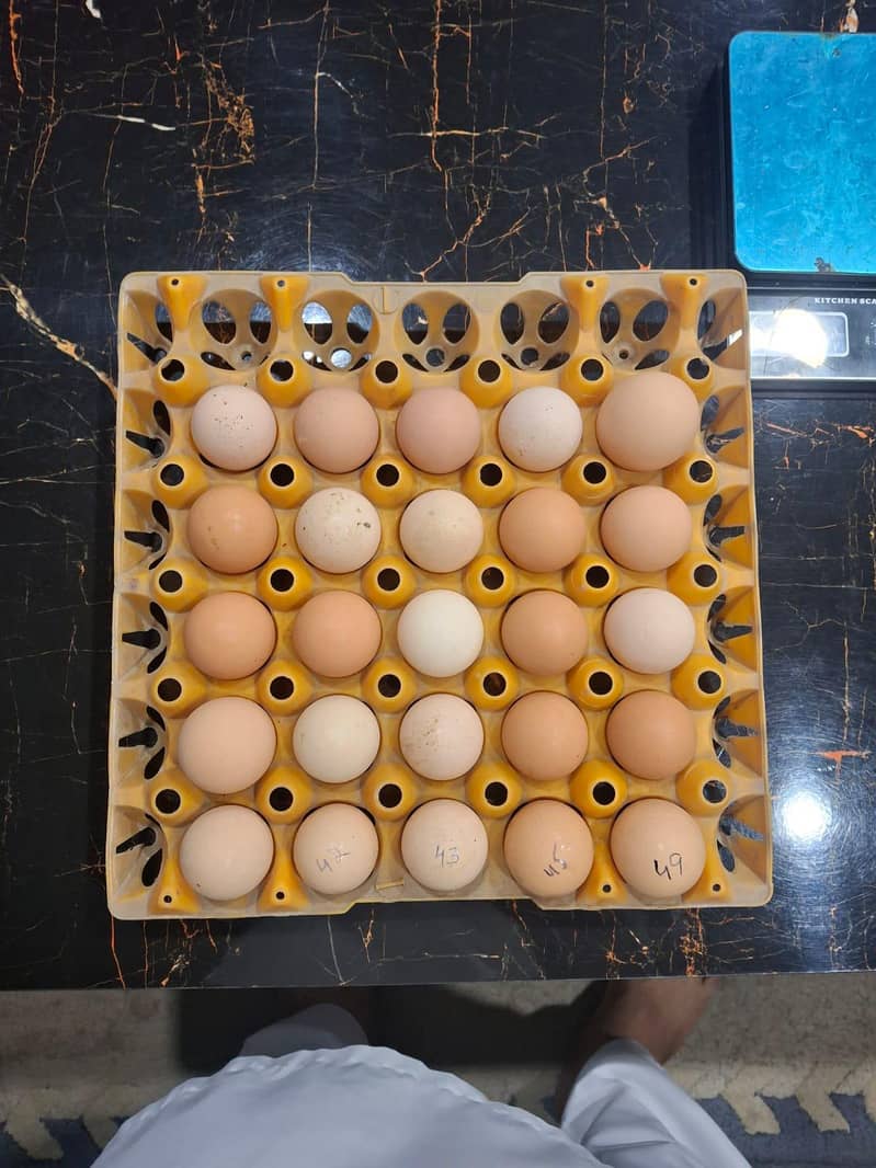 Fresh eggs 1