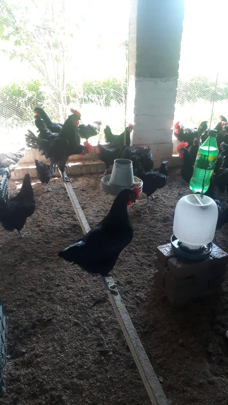 Fresh eggs 3