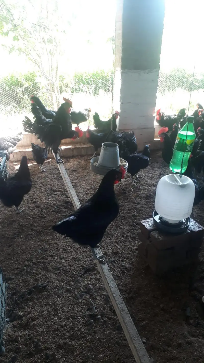 Fresh eggs — photo 4