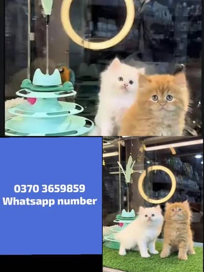 Persian Female kitten for sale pair