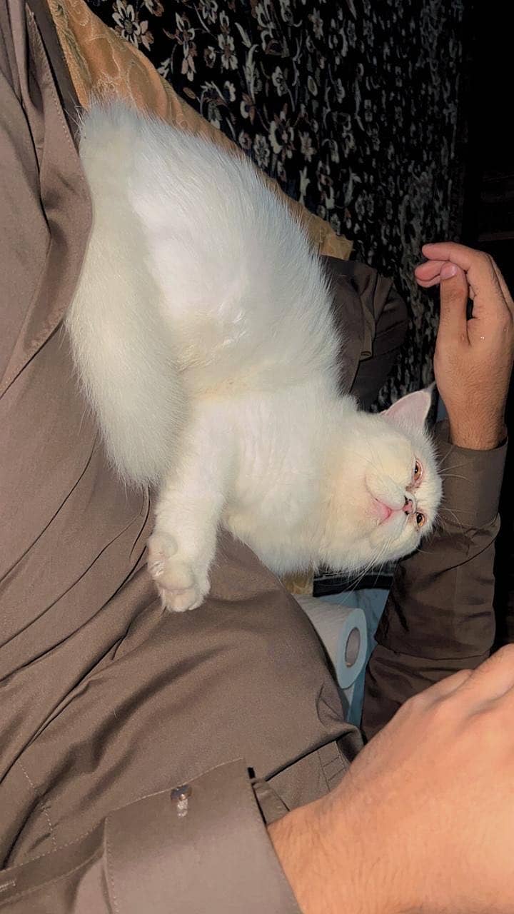 Persion Cat triple coated 0