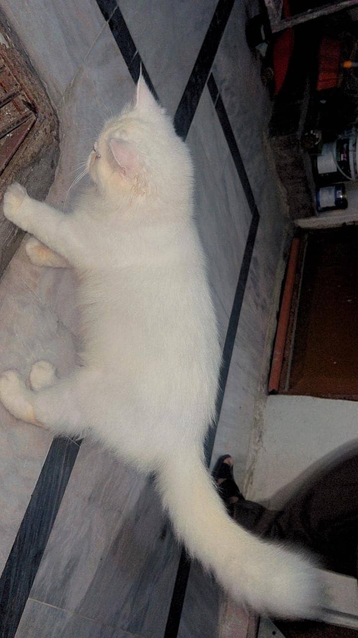 Persion Cat triple coated 1
