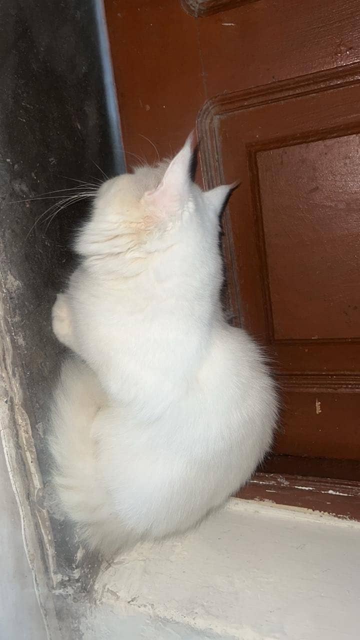 Persion Cat triple coated 2